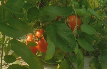 টাঙ্গাইলে পলিনেট হাউসে টমেটো চাষে সফল গৃহিনী