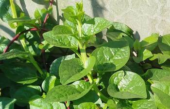 মেদ ঝরাতে খেতে পারেন পুঁইশাক