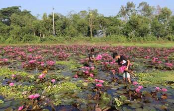 ফসলের মাঠে শাপলার সমাহার