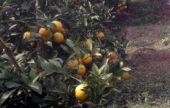 বাগানে হলুদ মাল্টার হাসি