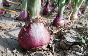 বারি-৫ পেঁয়াজে খরচ কম, লাভ বেশি