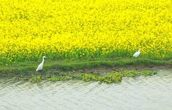 এ যেন হলুদের রাজ্যে