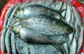 ইলিশের ভরা মৌসুমে দাম আকাশছোঁয়া, ক্রেতাদের দীর্ঘশ্বাস