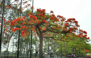 দাবদাহের গান আর কৃষ্ণচূড়ার আগুন