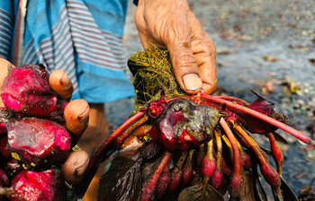 জনপ্রিয় হয়ে উঠছে পানিফল চাষ