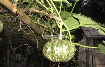 গুণে ভরপুর মিষ্টি কুমড়া