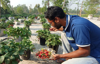 ছাদে স্ট্রবেরি চাষে সফল কলেজছাত্র আসিফ