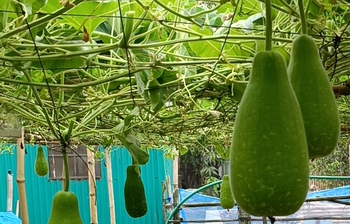 লাউ চাষে স্বাবলম্বী সিদ্ধিরগঞ্জের মিনজার