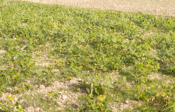 ডাল চাষে ঝুঁকছেন মিরসরাইয়ের কৃষকরা