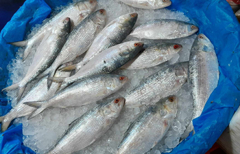নববর্ষের হাওয়া ইলিশের বাজারে