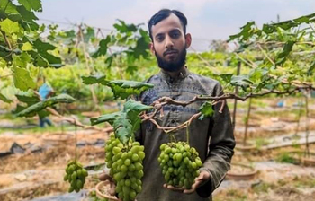 থোকায় থোকায় ঝুলছে আঙুর