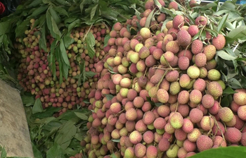 রসালো পাহাড়ি লিচু