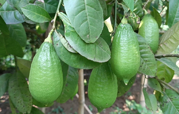 বারোমাসি লেবু চাষে সোহানের চমক
