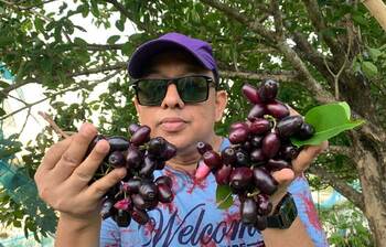 জাম চাষে সফল হাবিব