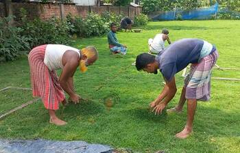 ঘাস চাষে মাসে আয় ৩ লাখ