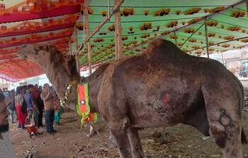 গাবতলীর হাটে রাজস্থানের উট