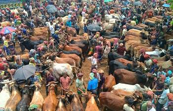 চুয়াডাঙ্গায় জমে উঠেছে ১১ পশুর হাট