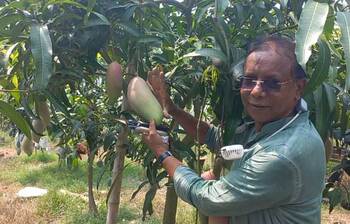 পরিত্যক্ত ইটভাটায় আমের বাগান