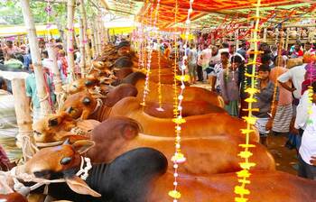 ঈশ্বরদীতে গরুর দামে খুশি ক্রেতারা