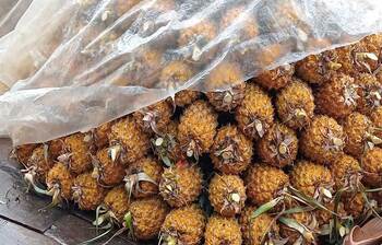 সুনামগঞ্জে বাড়ছে আনারসের উৎপাদন