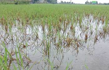 সুনামগঞ্জে বন্যায় ব্যাপক ক্ষয়ক্ষতি