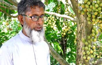 লটকন চাষে সফল স্কুলশিক্ষক শামছুল