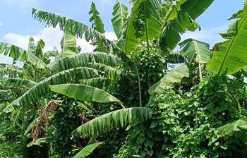 সবুজে ঘেরা আব্দুস সোবাহানের কলা বাগান