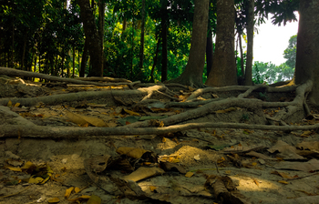 গ্রামবাংলার অপরূপ দৃশ্য