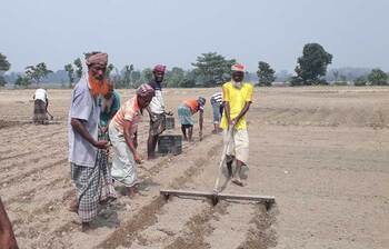 লাভের আশায় আগাম আলু চাষে ব্যস্ত কৃষক