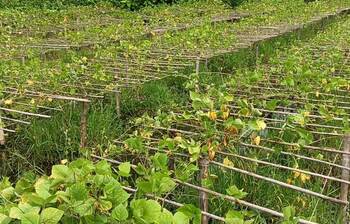 ঈশ্বরদীতে আগাম শিমের ফলন বিপর্যয়