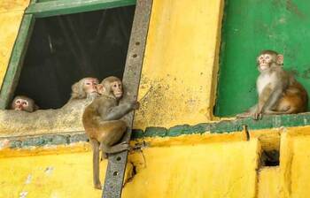 একশো বছর ধরে বানরের বাস পুরান ঢাকায়