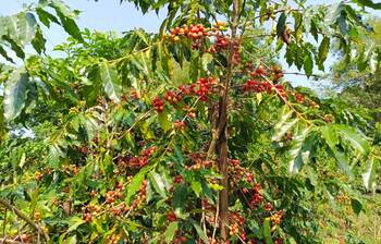 কফি চাষে সফল টাঙ্গাইলের ছানোয়ার