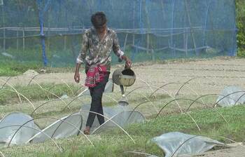 সবজি চাষে পিছিয়ে সাতক্ষীরার কৃষকেরা