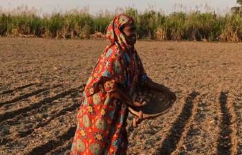 ঝুঁকি নিয়ে আগাম আলু চাষে ব্যস্ত কৃষক