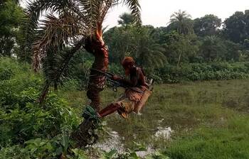খেজুরের রস সংগ্রহে গাছ প্রস্তুতিতে ব্যস্ত গাছিরা