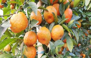 উচ্চরক্তচাপ নিয়ন্ত্রণে খেতে পারেন কমলা