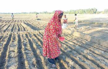 ভুট্টা চাষে ব্যস্ত কৃষকেরা