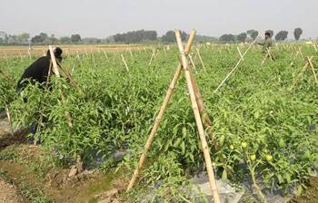 কুষ্টিয়ায় বিষমুক্ত সবজি চাষ