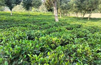 চা চাষে নতুন সম্ভাবনা