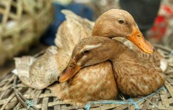 শীতে বেড়েছে হাঁসের কদর