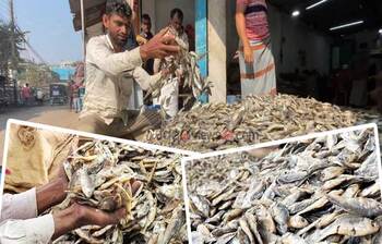 কিশোরগঞ্জের ‘চ্যাপা শুঁটকি’