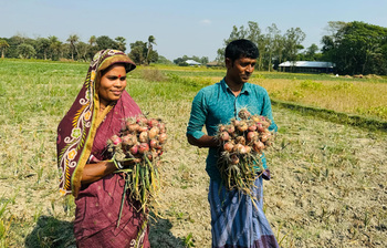 মিরসরাইয়ে পেঁয়াজ চাষে সফল দম্পতি