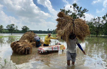 স্বপ্নের মাঠে এখন কেবল নীরবতা আর নষ্ট ধান