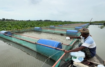 খাঁচায় মাছ চাষে নদী পাড়ে ফিরেছে আশার আলো