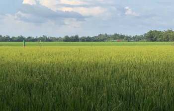 বাতাসের ছন্দে দুলছে কৃষকের স্বপ্ন