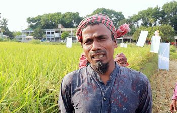 নতুন জাতের ধানে সফল কৃষক