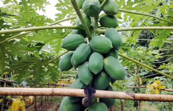 বাণিজ্যিক পেঁপে চাষে সফলতা