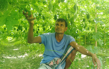 এক মৌসুমে লাখ টাকার করলা বিক্রি