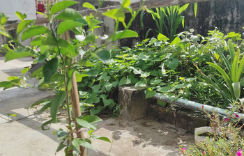 কংক্রিটের মাঝে সবুজের ছায়া