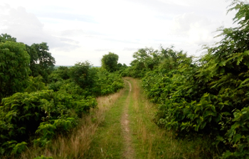নজর কাড়বে হজমটিলা